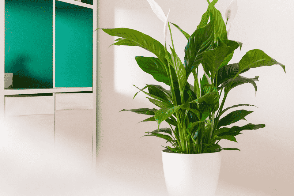 4 wunderbare Pflanzen frs Bad - Bathspiration
