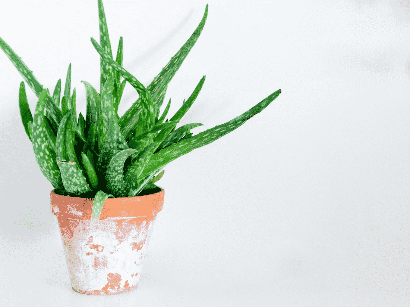 aloe vera gel trockene haut Santaverde aloe vera gel pur 50 ml – Feuchtigkeit & Beruhigung main image 0